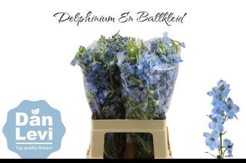 Delphinium Belladonna Grp enkelbloemig 'Ballkleid'
