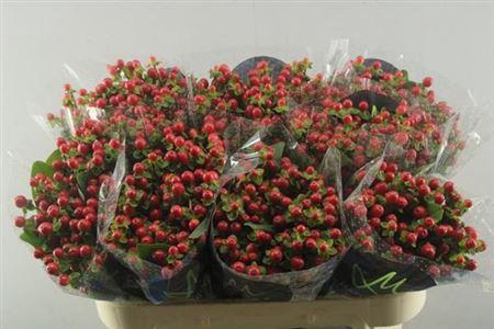 Hypericum androsaemum Tomato Flair