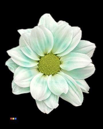 Chrysanthemum Indicum Grp tros kas kleurbehandeld H%