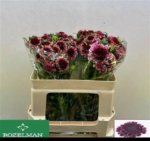 Scabiosa atropurpurea Sweet Cherry Scoop