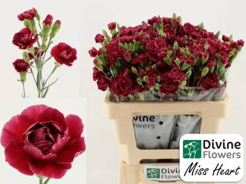 Dianthus tros Misa Miss Heart