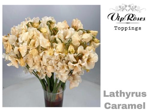 Lathyrus odoratus (Spencer Grp) Parfum Kleurbehandeld H%