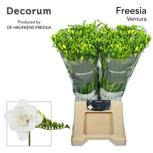 Freesia dubbelbloemig 'Ventura'