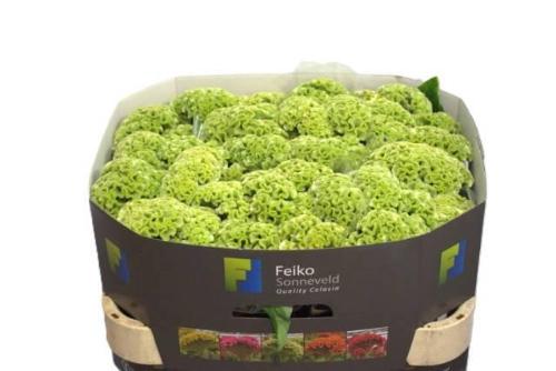 Celosia argentea (Cristata Grp) 'Act Verda'