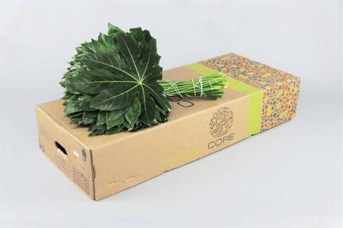 Fatsia japonica per bos