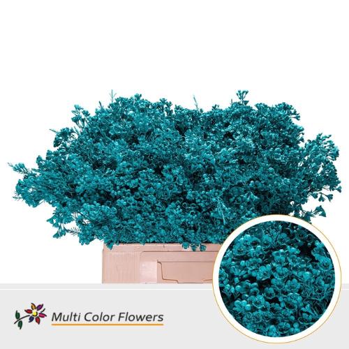 Chamelaucium kleurbehandeld H%