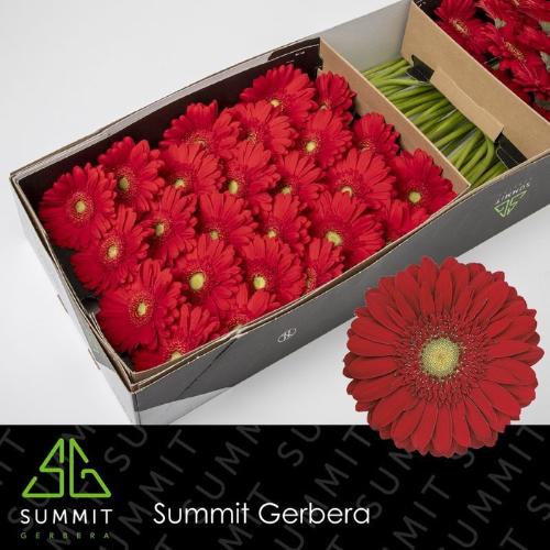 Gerbera grootbloemig 'Carambole'