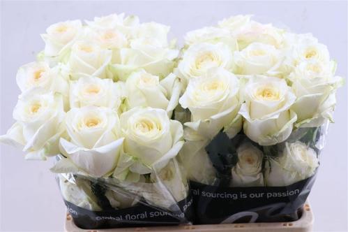 Rosa  grootbloemig Candlelight