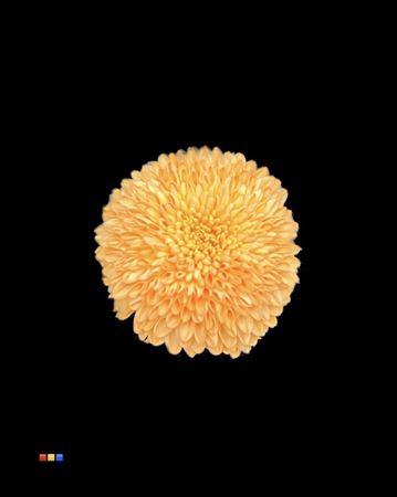 Chrysanthemum geplozen kas kleurbehandeld H%