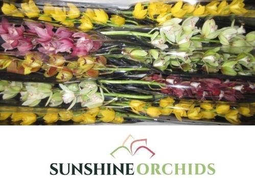 Cymbidium mini per tak gemengd