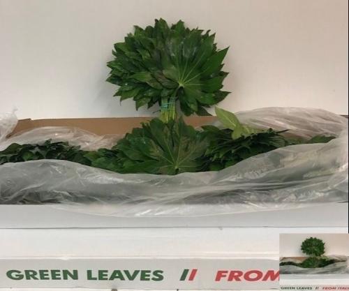 Fatsia japonica (blad)