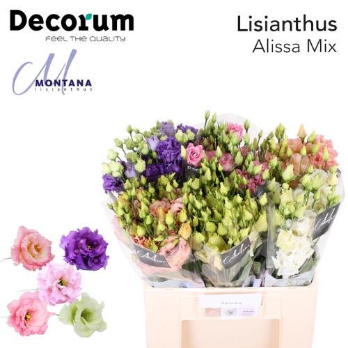 Eustoma russellianum gevuldbloemig Alissa gemengd in fust