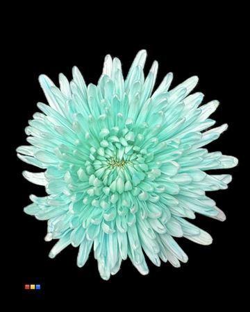 Chrysanthemum (Indicum Grp) geplozen Topspin kleurbehandeld H%