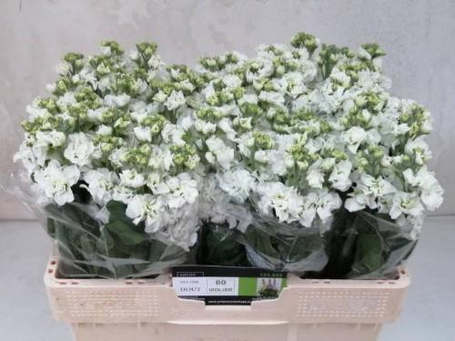 Matthiola incana 'Impala White'