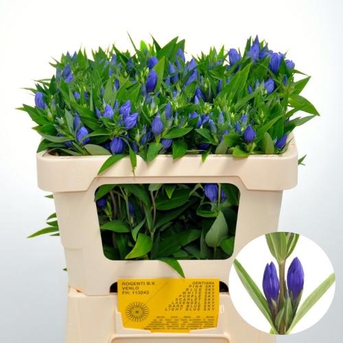 Gentiana Blue Sky