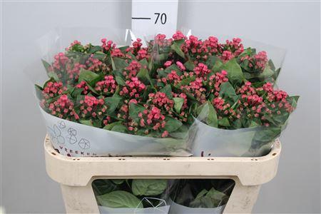 Bouvardia enkelbloemig Royal Roza