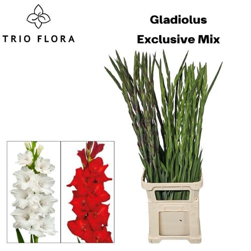 Gladiolus grootbloemig gemengd in fust