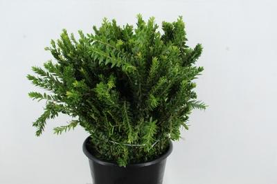 Myrtus overig met bes