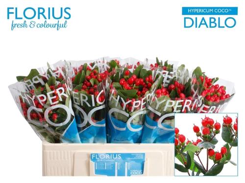 Hypericum Coco Diablo