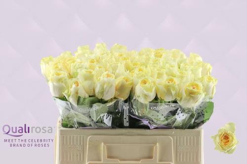 Rosa grootbloemig Buttercup