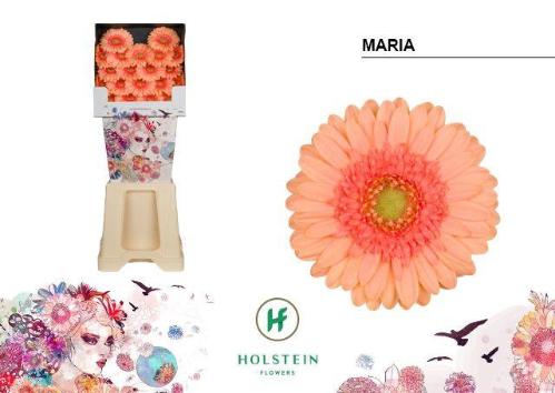 Gerbera mini 'Maria'