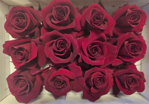 Rosa grootbloemig kleurbehandeld H%