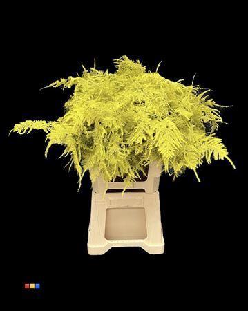 Asparagus overig kleurbehandeld H%