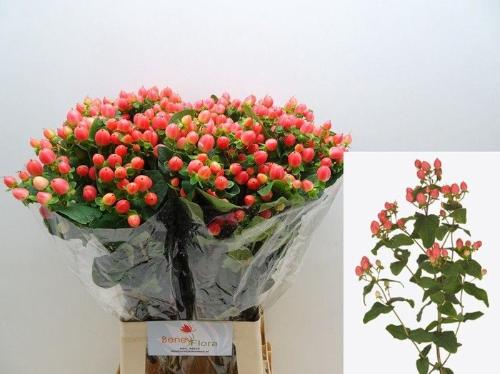 Hypericum x inodorum Magical Royal Princess