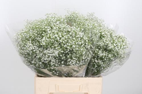 Gypsophila paniculata Zinzi Discovery