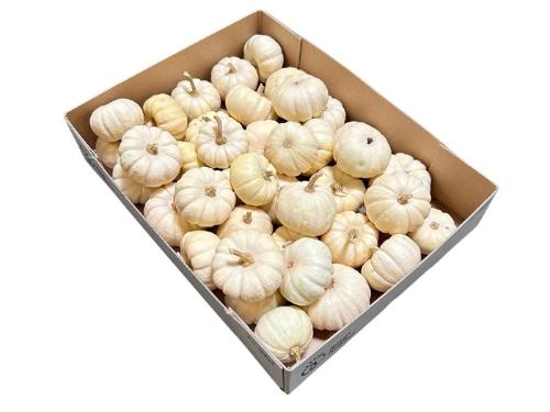 Siervruchten per stuk Cucurbita pepo 'Baby Boo'