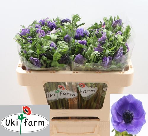 Anemone coronaria 'Galil Blauw'