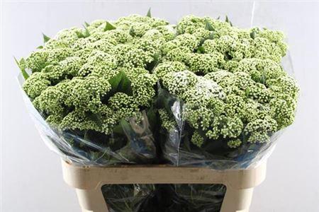 Eupatorium rugosum 'Braunlaub'