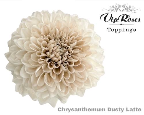 Chrysanthemum geplozen kas kleurbehandeld H%