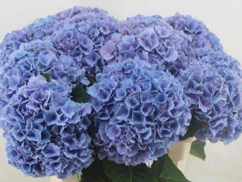 Hydrangea macrophylla Cassanova