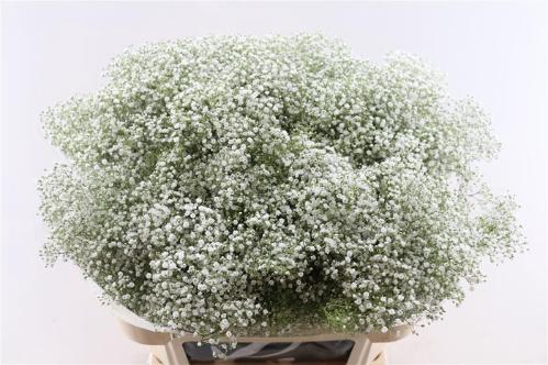 Gypsophila paniculata 'Million Stars'
