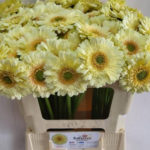 Gerbera mini 'Romily'