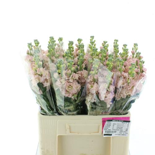 Matthiola incana 'Iron Apricot'