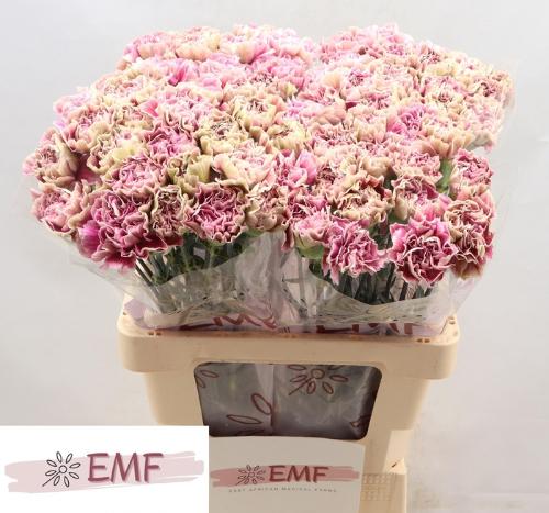 Dianthus standaard 'Antigua'