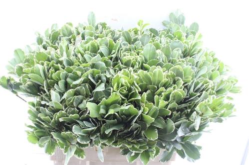 Pittosporum 'Ilan'