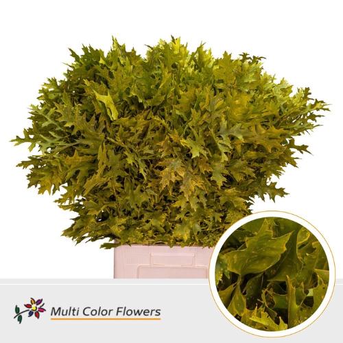 Quercus palustris kleurbehandeld H%