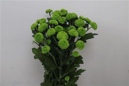Chrysanthemum Indicum Grp tros kas 'Feeling Green Dark'