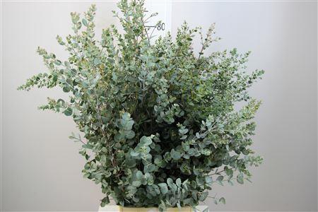 Eucalyptus per bos gunnii
