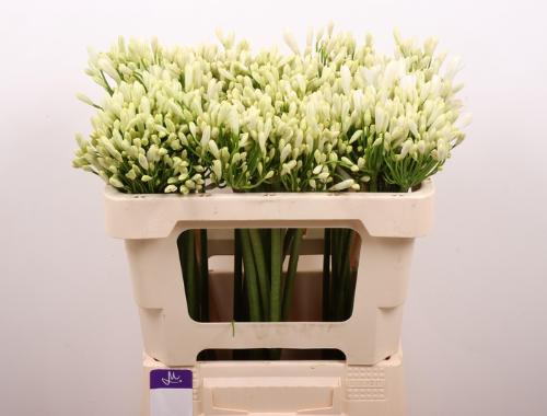 Agapanthus 'Gletsjer'