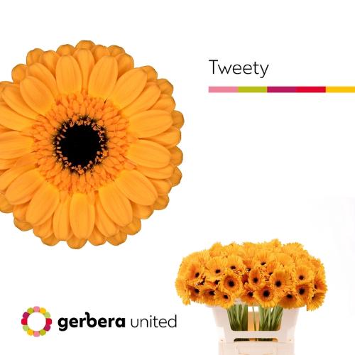Gerbera mini Tweety