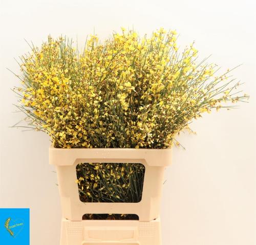 Genista overig geel per bos