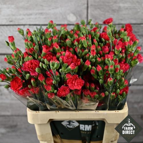 Dianthus tros Aragon