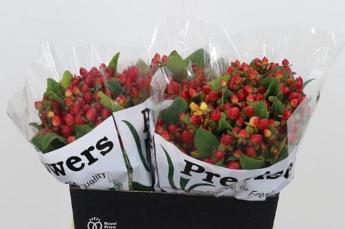 Hypericum inodorum Magical Triumph