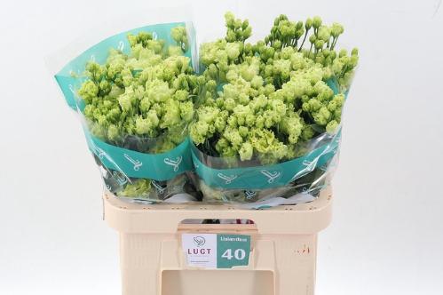 Eustoma russellianum gevuldbloemig 'Rosanne Emerald'