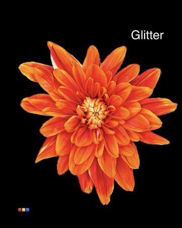 Chrysanthemum Indicum Grp tros kas kleurbehandeld H%