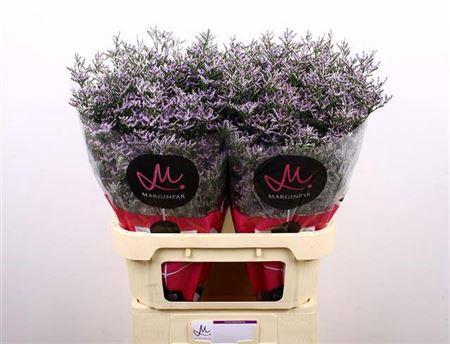 Limonium 'Skylight'